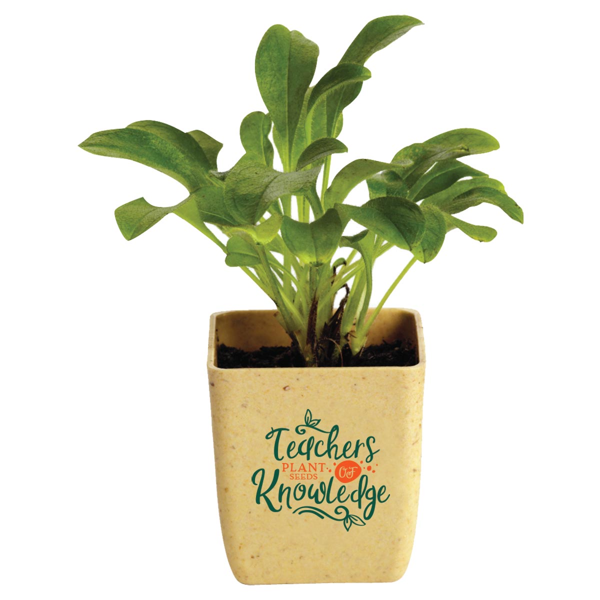 live jade plant Jade Plant 4" includes White Cover Pot  Houseplants New York LLC